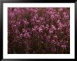 Pink Wildflowers by Mattias Klum Limited Edition Pricing Art Print