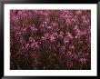 Pink Wildflowers by Mattias Klum Limited Edition Print