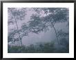 The Foliage And Mist Of A Rain Forest by Mattias Klum Limited Edition Print