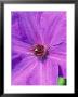 Clematis Elsa Spath (Purple/ Lanuginosa/Patens Group/Agm) by Mark Bolton Limited Edition Print