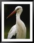 A Portrait Of A European White Stork by Joel Sartore Limited Edition Pricing Art Print