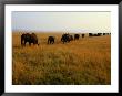 A Line Of African Elephants March Through Savanna Grass by Michael Nichols Limited Edition Pricing Art Print