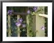 Purple Flowers Bloom On A Vine That Wraps Around A Wooden Fence by Stacy Gold Limited Edition Pricing Art Print