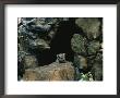 A Male Siberian Tiger Cub At The Entrance To His Den by Dr. Maurice G. Hornocker Limited Edition Print
