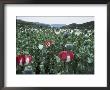 Pathan Opium Poppy Fields Flowering In The Khanpur Valley by Steve Raymer Limited Edition Pricing Art Print