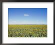 A Field Of Sunflowers Stretches To The Horizon In Emerald, Queensland by Jason Edwards Limited Edition Print