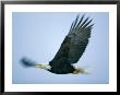 An American Bald Eagle Beats Its Large Wings by Paul Nicklen Limited Edition Pricing Art Print
