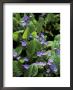 Omphalodes Verna by Mark Bolton Limited Edition Print