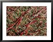 A Close View Of A Barrel Cactus by Marc Moritsch Limited Edition Print