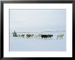 A Dogsledder And His Team Near Hudson Bay by Norbert Rosing Limited Edition Print