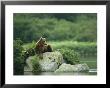 A Brown Bear Resting On A Rock At The Waters Edge by Klaus Nigge Limited Edition Pricing Art Print
