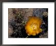 Cactus Flower In Atacama Desert, Chile by Andres Morya Limited Edition Print