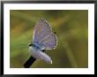 Ceraunus Blue Butterfly Warming Wings At Dawn, Texas, Usa by Maresa Pryor Limited Edition Print