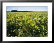 Soybeans Sprout In A Large Eastern Shore Field by Stephen St. John Limited Edition Print