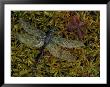 Dragonfly On Moss, Jasper National Park, Canada by Claudia Adams Limited Edition Print