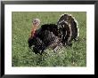 Turkey In Field, Ica, Peru by Claudia Adams Limited Edition Print