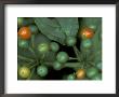 Berries Of An Understory Shrub, Vulcano Baru, Parque National De Amistad, Chiriqui Province, Panama by Christian Ziegler Limited Edition Print