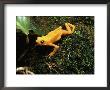 Panama Golden Frog, Panama, El Valle by David M. Dennis Limited Edition Print