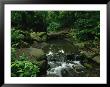 Water Splashes Over A Waterfall In A Central Park Wood by Melissa Farlow Limited Edition Print