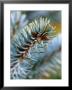 Picea Pungens Koster, Close-Up Of Branch by Susie Mccaffrey Limited Edition Print