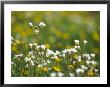 Meadow Saxifrage & Meadow Buttercups (Ranunculus Acris), Uk by Mark Hamblin Limited Edition Pricing Art Print