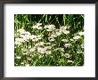 Lawn Weed, Daisy Bellis Perennis by Erika Craddock Limited Edition Print
