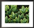 An Array Of Ivy Leaves by Paul Damien Limited Edition Print