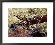 Southern Blue Ring Octopus, South Australia by David B. Fleetham Limited Edition Print