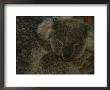 A Juvenile Koala Clings To Its Mother In Eastern Australia by Nicole Duplaix Limited Edition Print