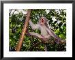 Long-Tailed Macaque (Macaca Fascicularis) by Mattias Klum Limited Edition Pricing Art Print