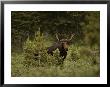 A Bull Moose Stops For A Photograph Near Paint Rock Lakes by Raymond Gehman Limited Edition Print