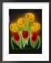 Neon Tulips And Irises Brighten Up A Display Window by Stephen St. John Limited Edition Print