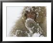 Big-Eyed, Snow-Covered Baby Snow Monkey (Macaca Fuscata) by Roy Toft Limited Edition Print