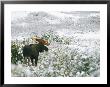 Bull Moose On A Snow-Covered Hillside by Rich Reid Limited Edition Pricing Art Print