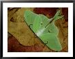Luna Moth, Threat Display Markings, Florida by Brian Kenney Limited Edition Print