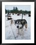 Dog Sled Tours, Karasjok Finn, Norway by Dan Gair Limited Edition Print