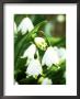 Leucojum Aestivum by Mark Bolton Limited Edition Print