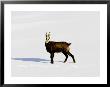 Chamois, Standing In Snow, Switzerland by David Courtenay Limited Edition Print