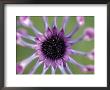 Osteospermum by Juliet Greene Limited Edition Print