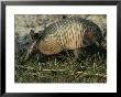 Nine-Banded Armadillo, Melbourne, Florida by Bianca Lavies Limited Edition Pricing Art Print