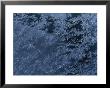 A Close View Of Autumn Frost On A Car Window by George F. Mobley Limited Edition Print