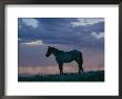 A Wild Horse Is Silhouetted By The Setting Sun by Raymond Gehman Limited Edition Pricing Art Print