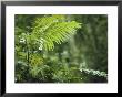 Close View Of Ferns In A Papua New Guinea Forest by Klaus Nigge Limited Edition Print
