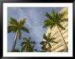 Detail Of Westin Lucaya Resort, Grand Bahama Island, Caribbean by Walter Bibikow Limited Edition Print