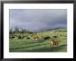 Cows Grazing In Lush Fields, Hana, Maui, Hawaii, Usa by John & Lisa Merrill Limited Edition Print