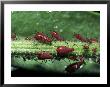 Aphids (Family Aphididae) On Leaf by Gary Mcvicker Limited Edition Print