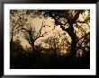 African Landscape - Kruger National Park by Keith Levit Limited Edition Pricing Art Print