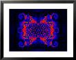 Blue And Red Fractal Design On Dark Background by Albert Klein Limited Edition Print