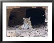 Bengal Tiger, Female In Cave, India by Mike Powles Limited Edition Pricing Art Print
