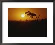 The Sun Sets Over Amboseli National Reserve by Bobby Model Limited Edition Pricing Art Print